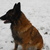 honden foto van Jeroen