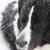 honden foto van Landseer ect