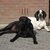 honden foto van paulien