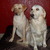 honden foto van gene