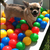 honden foto van Angel