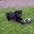 honden foto van Myron