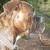 honden foto van  henry en ingriet