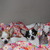 honden foto van Petra en haar 3 hondjes