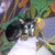 honden foto van Esmeralda