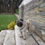 honden foto van wendy