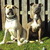 honden foto van Fleur Tinus en Eddy