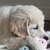 honden foto van Maggie en Takoda