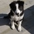 honden foto van megan