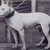 honden foto van Bullminion Miniatuur Bull Terriers