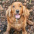 honden foto van lore
