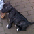 honden foto van Suraja 