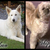 honden foto van Elmo & Skippy