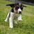 honden foto van Tris & Lizzy 