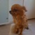 honden foto van Zoë, Chanty!