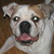 honden foto van Harold