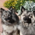 honden foto van Bettie, Indy & Daicel