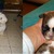 honden foto van anja jordy ivan tim en ons hondje simba <3  <3