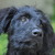 honden foto van Sarine