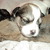 honden foto van Gea (Nayca en Foxy)