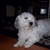 honden foto van kelly tichelaar