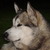 honden foto van mariel2204