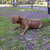 honden foto van Marcel