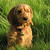honden foto van femke