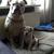 honden foto van linsey