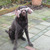 honden foto van Linda