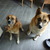 honden foto van Ron de Groot