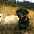 honden foto van Maranoa