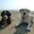 honden foto van Delphine, Mila en Diesel