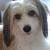honden foto van  Lucky