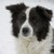 honden foto van Pia