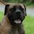 honden foto van Tyson Boerboels