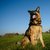 honden foto van Niet meer actief