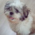 honden foto van suzanne
