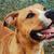 honden foto van Catherine