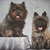 honden foto van Mazzel
