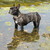 honden foto van Patricia & Nina