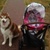 honden foto van Phylicia