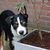 honden foto van Ellen, Shadow, Lilly en Flame