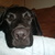 honden foto van heidi en max