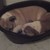honden foto van de familie bull 