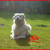 honden foto van Anita, Bono, Chewie en Sita (R.I.P)