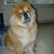 honden foto van chow chow Micka