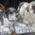 honden foto van fien