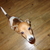 honden foto van Cor, Paulyne en (de) Bliksem(se) beestenbende