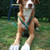 honden foto van Sander & Margareth